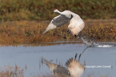 Crane;Flying-Bird;Grus-canadensis;Photography;Sandhill-Crane;action;active;aloft